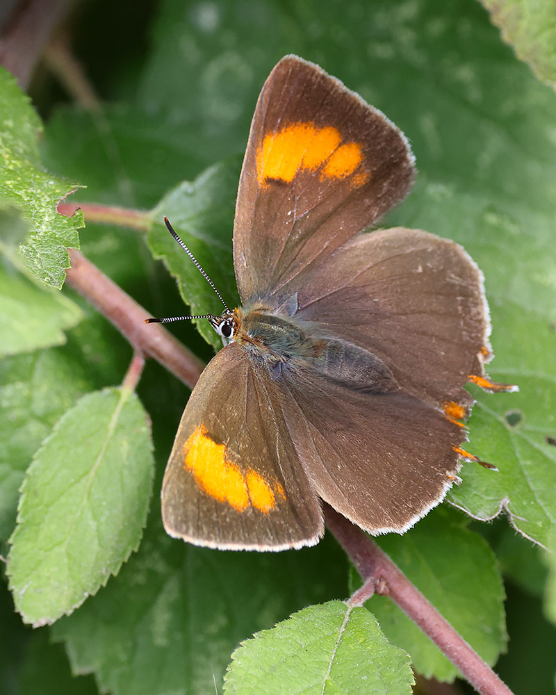 Brown hairstreak